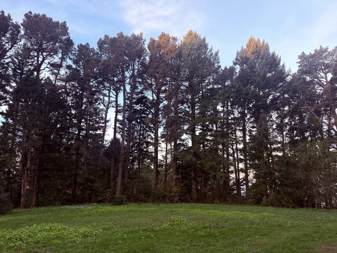 The pavilion in the meadow
