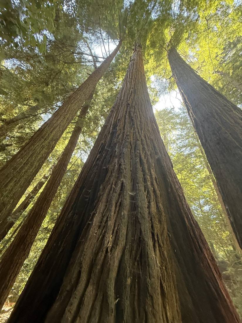 Redwood forest light along Skyline