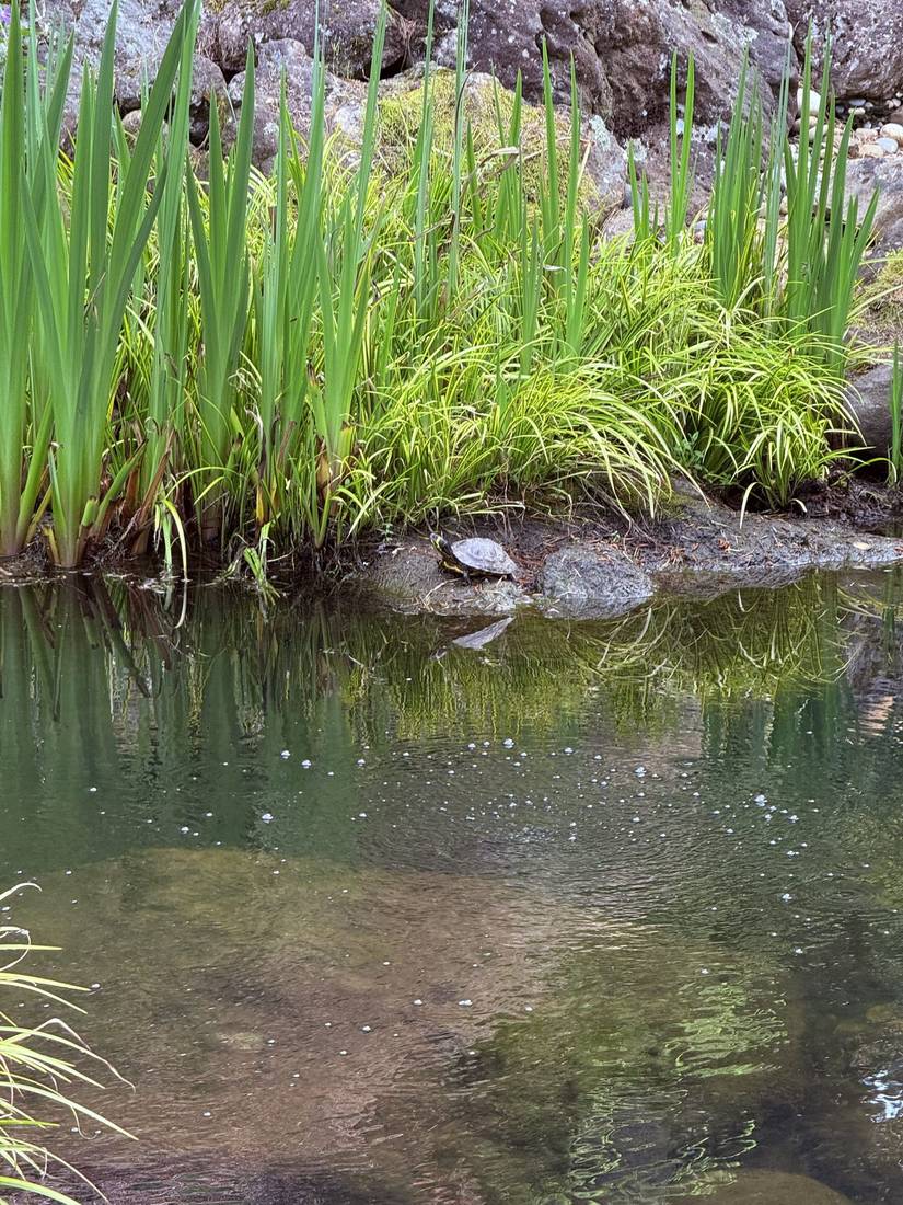 Pond with turtle and irises at SkyMoon Ranch